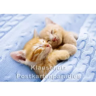 Katzenträume - zwei Kätzchen beim Mittagsschlaf | Postkarte