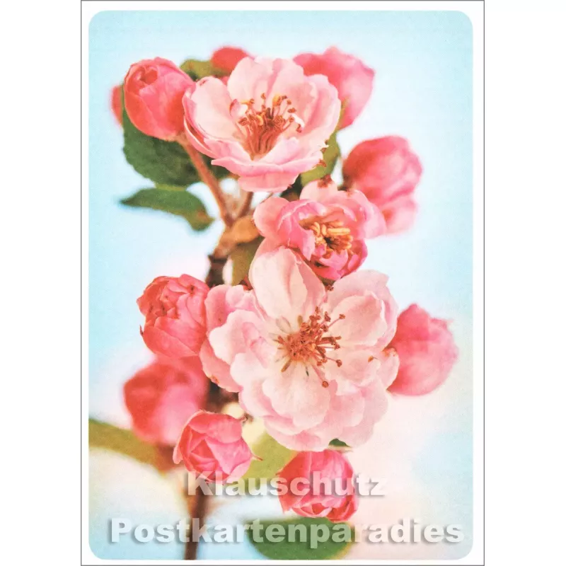 Kirschblüte - SkoKo Blumen Postkarte