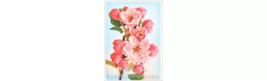 Kirschblüte - SkoKo Blumen Postkarte