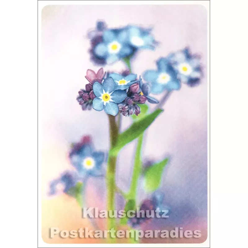 Vergissmeinnicht - SkoKo Blumen Postkarte