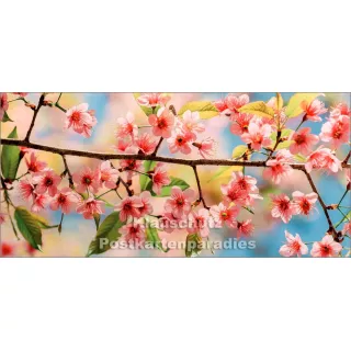 Panorama Foto Postkarte von Tushita | Kirschblüten