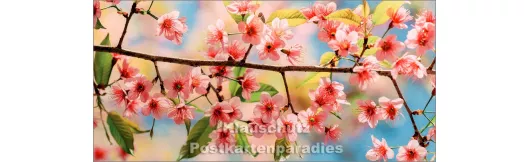 Kirschblüten - Panoramakarte