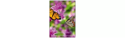 Schmetterlinge auf Wiese | Postkarte Frühling