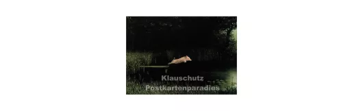 Köhlers Schwein - Michael Sowa | Postkarte