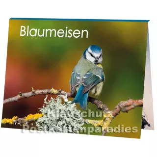 Blaumeisen - Das Postkartenbuch - Vorderansicht