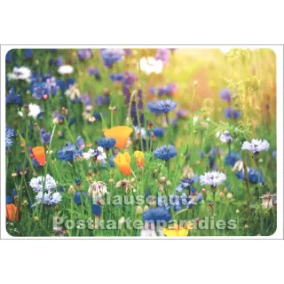 SkoKo Blumen Postkarte | Sommerwiese