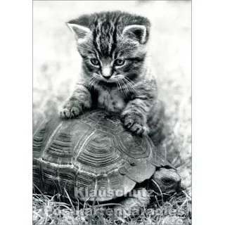 Fotokarte s/w  - Katze und Schildkröte