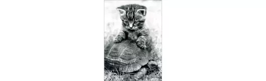 Katze und Schildkröte | s/w Postkarte