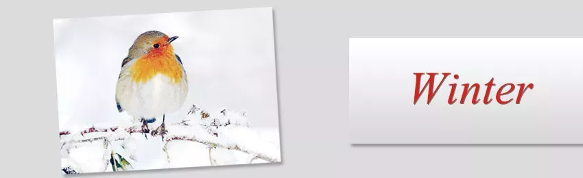 Winter - Jahreszeiten Postkarten