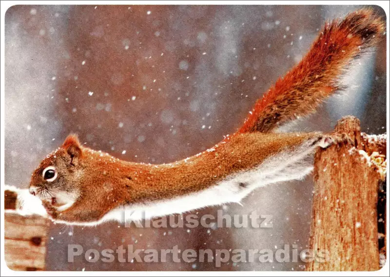 Eichhörchen im Winter - Postkarte