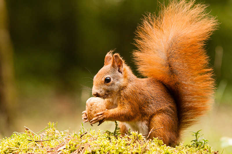 quadratische Postkarte niedliches Eichhörnchen mit Pinselohren Charming Boy 